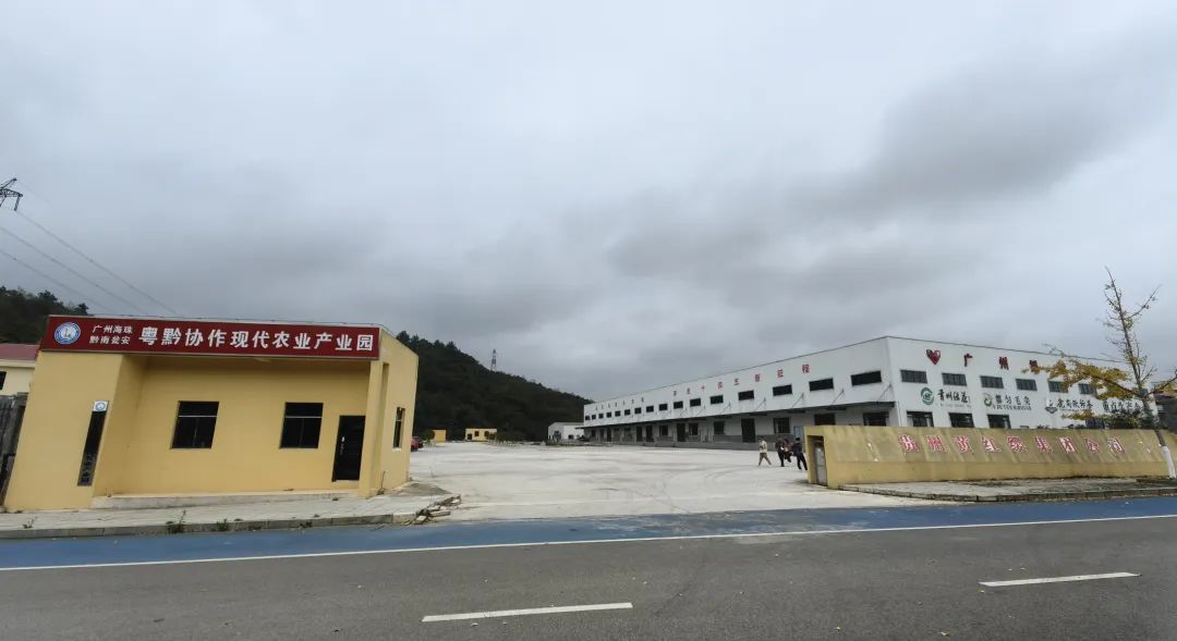 广州海珠·黔南瓮安粤黔协作现代农业产业园。 广州海珠·黔南瓮安粤黔协作现代农业产业园。